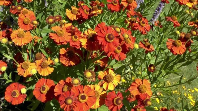 Sonnenhut - orange