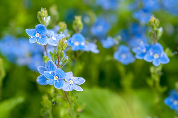 Blue flowers. Expression