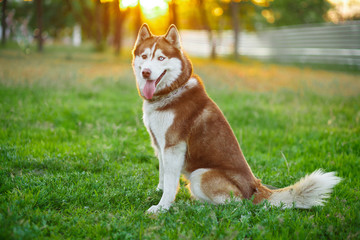 Siberian Husky face in the park