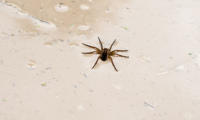 Spider on water