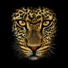 Fototapeta na wymiar hand-drawing portrait of a leopard