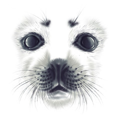 hand-drawing portrait of a a baby seal Belek