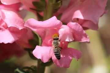 Biene am Löwenmäulchen
