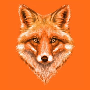 Fox. Wild animal fox looking at camera. Fox baby sketch face Stock Vector  Image & Art - Alamy