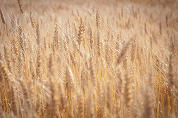A Field Of Wheat