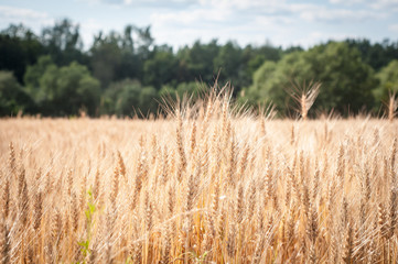 A Field Of Wheat
