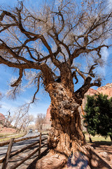 Fremont Cottonwood
