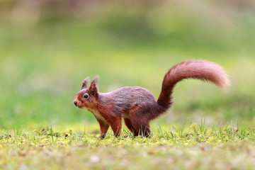 Naklejka na ściany i meble Red Squirrel with bushy tail
