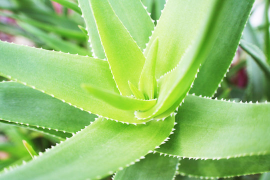 Aloe Vera Skin Care Plant Close Up High  Quality 