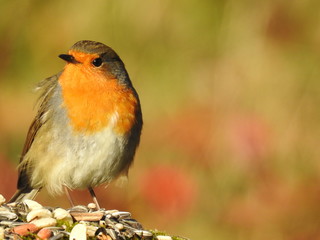 Beautiful Robin