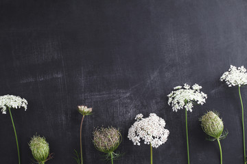 Beautiful white field flowers on blackboard