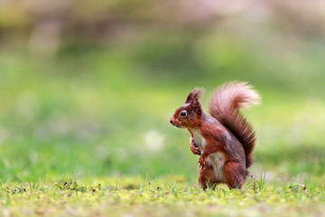 Red Squirrel with bushy tail