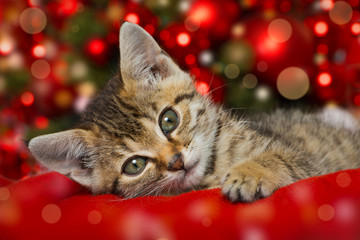 Obraz premium Boże Narodzenie Kotek