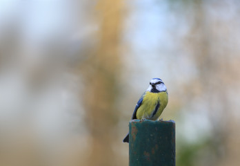 Beautiful little bird - blue tit .. A little to blue tit sitting on a metal pillar on a blurry background ...
