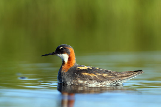 Red Necked Phalarope