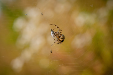 Spider on the web.