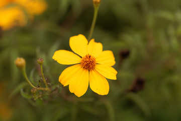 Lemmons marigold (Tagetes lemmonii)