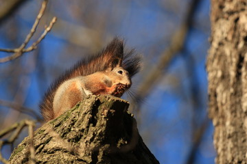 Naklejka na ściany i meble fluffy red squirrel in the park