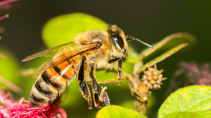 Bee