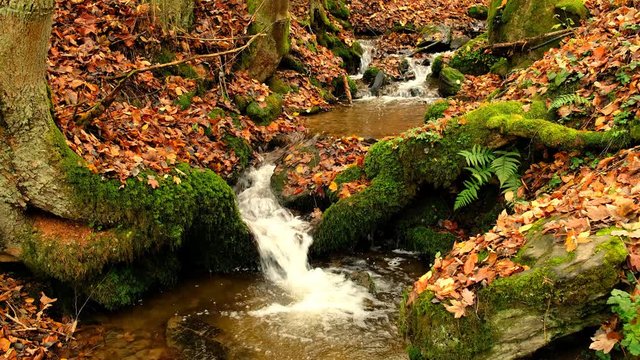 Water flowing in a small creek through a forest