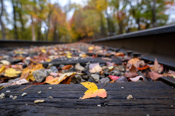 Railroad leaves