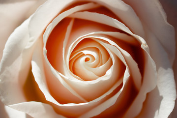 Rose. One white rose. Elegant white flower.