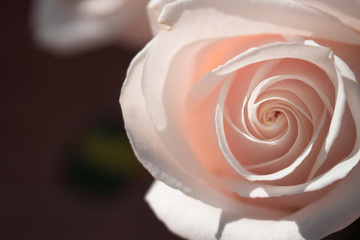 Rose. One white rose. Elegant white flower.