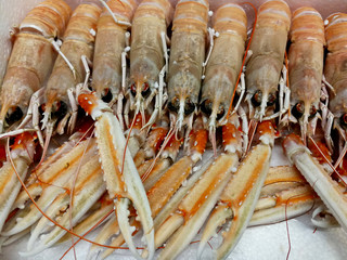 crustacean seafood at the fish market