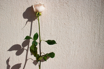 Rose. One white rose. Elegant white flower.