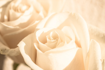 Rose. Two white roses. Elegant white flower.