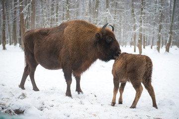 Bison in the winter forest