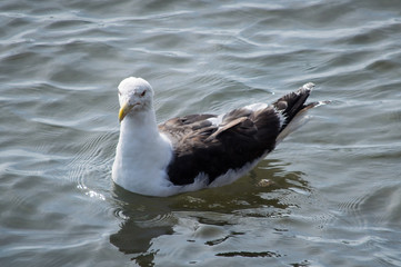 Great Black-backed gull on the water