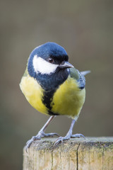 Great Tit perched on a fence post