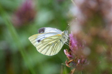 Green-veined White butterfly feeding on a flower