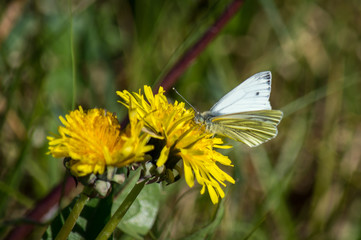 Green-veined White butterfly on Dandelions