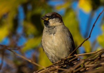 Spatz (Passer domesticus)