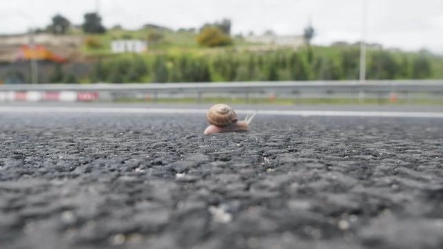 Illustrative videos as snail crawls highway (close up, low camera position). Animal will be crushed by cars - Unintentional suicide
