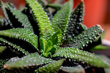 Cactus. Green desert plant. Tropical flower. Macro.