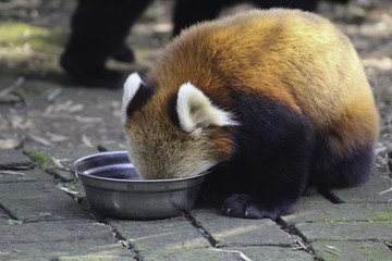 A red panda with its ears up digs its head into a bowl of food and eats hungrily. Taken while...