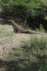 A Sitting Komodo Dragon forom the side. Brown details on its back and the raised head are in focus. Standing in front of trees
