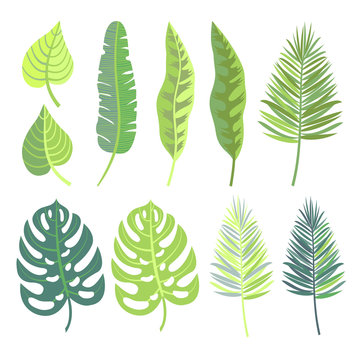 Vector collection of  tropical jungle leaves.
