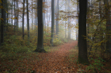 Bukowy las © Tomek Kiecana