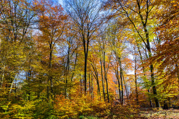 Forêt de Compiègne en automne