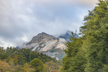 Patagonia Forest Landscape, Chile