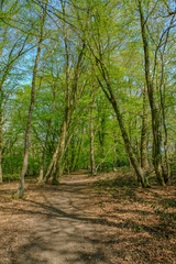 Fototapeta premium Track in the woods of the Essex countryside in springtime.