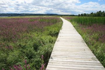 Obraz premium a wooden walkway in a large colored field in canada