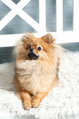 The front and vertical view of pomeranian spitz. Dog is laying on the white plaid. Studio light