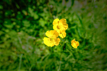 Buttercup flower close-up with blurred background.