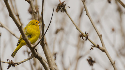 yellow bird