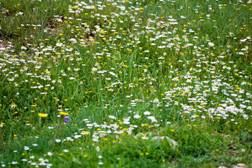 Daisy meadow at nature